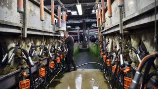 Le prix du lait conventionnel à teneurs réelles de mai 2024 est identique à celui de mai 2023.